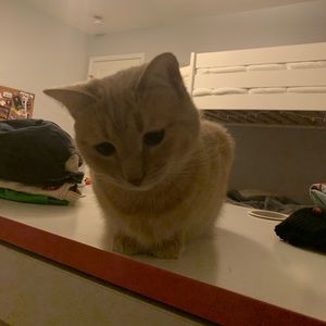 Meet your Posher, Lexi